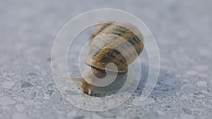 Helix Aspersa close up. Snail close-up. Snail close-up on a gray background.