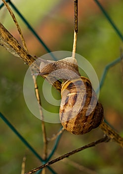 Helix aspersa - Garden snail, climbing