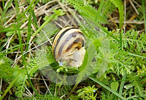 Helix aspersa in the grass