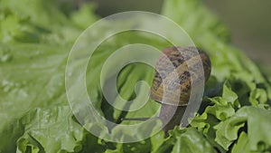 Helix Aspersa Maxima close up on the grass. Helix Aspersa Muller in on a green background in the grass. Growing snails