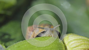 Helix Aspersa Maxima close up. Helix Aspersa Muller in its natural environment. Snail farm. Beautiful snail close up