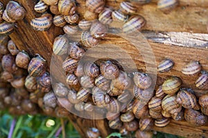 Helix Aspersa Muller, Maxima Snail, Organic Farming, Snail Farming, Edible snails on wooden snails boards.