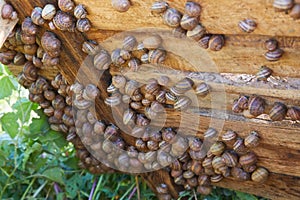 Helix Aspersa Muller, Maxima Snail, Organic Farming, Snail Farming, Edible snails on wooden snails boards.