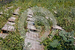 Helix Aspersa Muller, Maxima Snail, Organic Farming, Snail Farming, Edible snails on wooden snails boards.