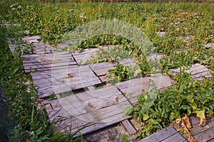 Helix Aspersa Muller, Maxima Snail, Organic Farming, Snail Farming, Edible snails on wooden snails boards.