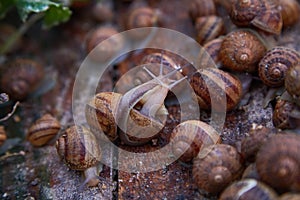 Helix Aspersa Muller, Maxima Snail, Organic Farming, Snail Farming, Edible snails on wooden snails boards.