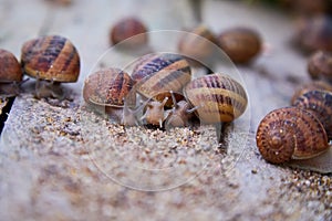 Helix Aspersa Muller, Maxima Snail, Organic Farming, Snail Farming, Edible snails on wooden snails boards.