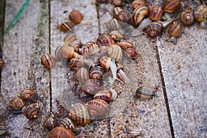 Helix Aspersa Muller, Maxima Snail, Organic Farming, Snail Farming, Edible snails on wooden snails boards.