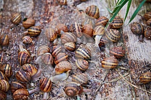 Helix Aspersa Muller, Maxima Snail, Organic Farming, Snail Farming, Edible snails on wooden snails boards.