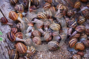 Helix Aspersa Muller, Maxima Snail, Organic Farming, Snail Farming, Edible snails on wooden snails boards.