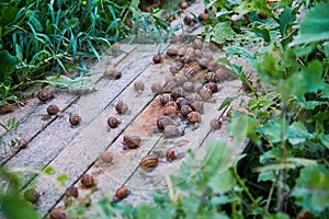 Helix Aspersa Muller, Maxima Snail, Organic Farming, Snail Farming, Edible snails on wooden snails boards.