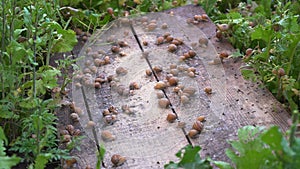 Helix Aspersa Muller, Maxima Snail, Organic Farming, Snail Farming, Edible snails on wooden snails boards. Production of Snails.