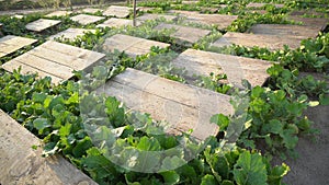 Helix Aspersa Muller, Maxima Snail, Organic Farming, Snail Farming, Edible snails on wooden snails boards. Production of Snails.