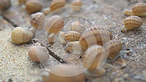 Helix Aspersa Muller, Maxima Snail, Organic Farming, Snail Farming, Edible snails on wooden snails boards. Production of Snails.