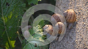 Helix Aspersa Muller, Maxima Snail, Organic Farming, Snail Farming, Edible snails on wooden snails boards. Production of Snails.