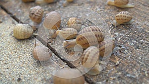 Helix Aspersa Muller, Maxima Snail, Organic Farming, Snail Farming, Edible snails on wooden snails boards. Production of Snails.