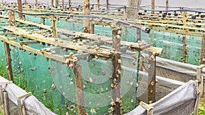 Helix Aspersa Muller, Maxima Snail, Organic Farming, Snail Farming, Production of Snails. Snail Farm