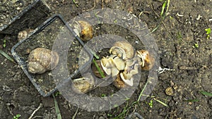 Helix Aspersa Muller, Maxima Snail, Organic Farming, Snail Farming, Production of Snails. Snail Farm