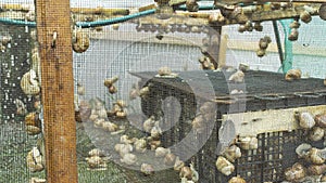 Helix Aspersa Muller, Maxima Snail, Organic Farming, Snail Farming, Production of Snails. Snail Farm