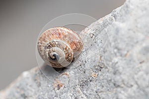 Helix aspersa snail crawling up a rock under the sun