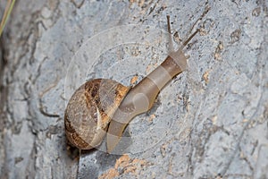 Helix aspersa snail crawls up a rock under the sun