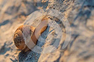 Helix aspersa snail crawls up a rock under the sun