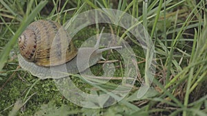 Helix Aspersa snail in the grass close-up. Beautiful snail in the grass close-up. Snail in the grass.