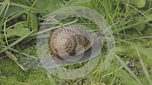 Helix Aspersa snail in the grass close-up. Beautiful snail in the grass close-up. Snail in the grass.