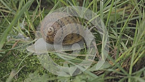 Helix Aspersa snail in the grass close-up. Beautiful snail in the grass close-up. Snail in the grass.