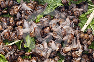 Helix aspersa snails at a snail farm