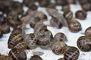 Helix aspersa snails at a snail farm