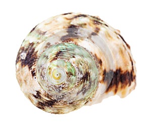 Helix brown spotted conch of whelk mollusc