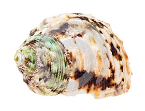 Helix brown spotted shell of whelk mollusc