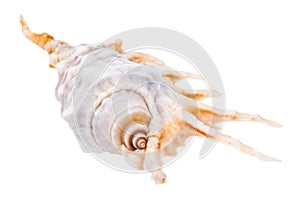 Helix conch of murex snail isolated on white