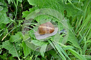 Helix pomatia