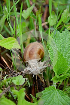 Helix pomatia