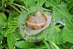 Helix pomatia