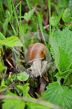 Helix pomatia