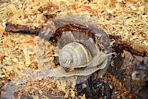 Helix pomatia