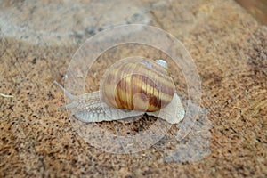 Helix pomatia