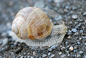 Helix pomatia