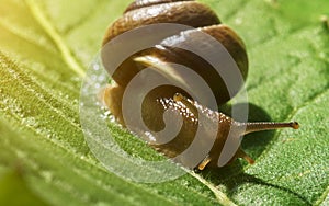 Helix pomatia