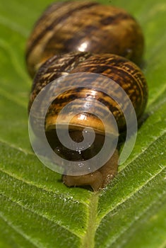 Helix pomatia