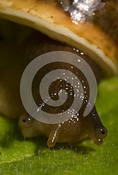 Helix pomatia