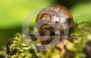 Helix pomatia