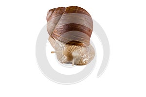 Helix pomatia