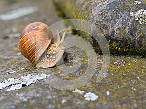 Helix pomatia