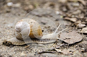 Helix pomatia