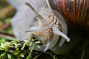 Helix pomatia