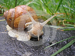 Helix pomatia